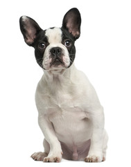 Fototapeta premium French bulldog puppy sitting, 4 months old, isolated on white