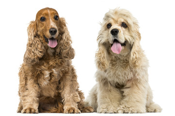 English Cocker Spaniel and American cocker spaniel sitting