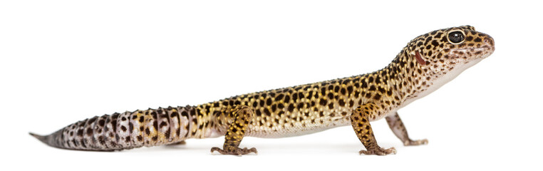 Obraz premium Side view of a Leopard gecko standing, Eublepharis macularius, i