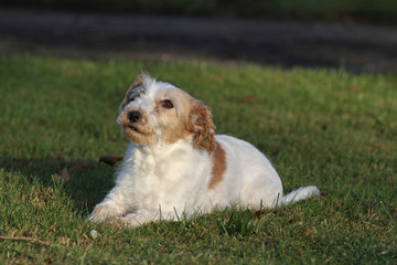 rauhaariger Jack Russell Terrier