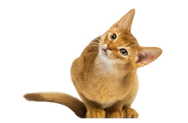 Abyssinian kitten sitting, looking up with curiosity, 3 months old, isolated on white