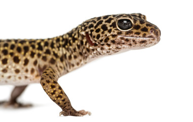 Close-up of a Leopard gecko's profile, Eublepharis macularius, i