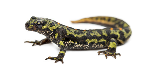 Marbled newt, Triturus marmoratus, isolated on white