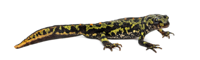 Side view of a Marbled newt, Triturus marmoratus, isolated on wh