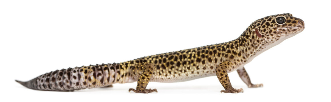Side view of a Leopard gecko standing, Eublepharis macularius, i