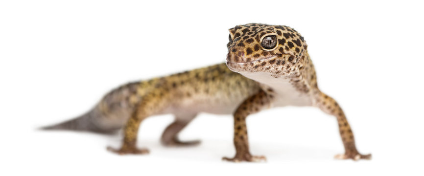 Leopard gecko standing, looking at the camera, Eublepharis macul