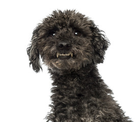 Close-up of an agressive Poodle showing teeth, isolated on white