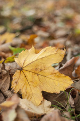 détail feuilles mortes d'érable sur le sol en automne