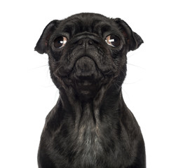 Close-up of a Pug puppy facing, looking up, isolated on white