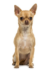 Chihuahua sitting, looking at the camera, 1,5 year old, isolated