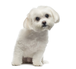 Front view of a Maltese dog sitting, looking at the camera, 3 ye