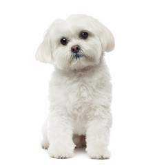 Maltese dog sitting, daydreaming, 3 years old, isolated on white