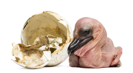 Dalmatian Pelican, Pelecanus crispus, 24 hours old, next to the egg from which he hatched out