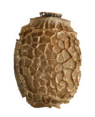 Egg of stick insect  - Lopaphus sp. Cuc Phuong, isolated on whit