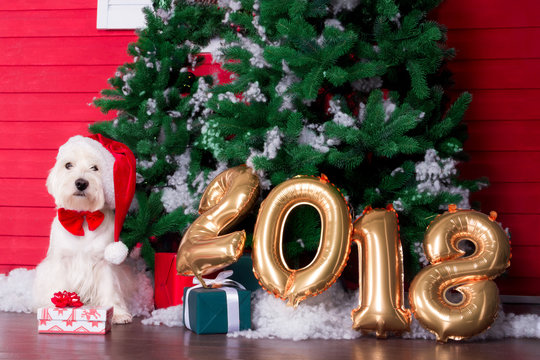 Decorated west highland white terrier dog as symbol of 2018 New Year with red bow tie, decorative bows and santa hat and green christmas pine tree with gifts and gold 2018 numbers on background