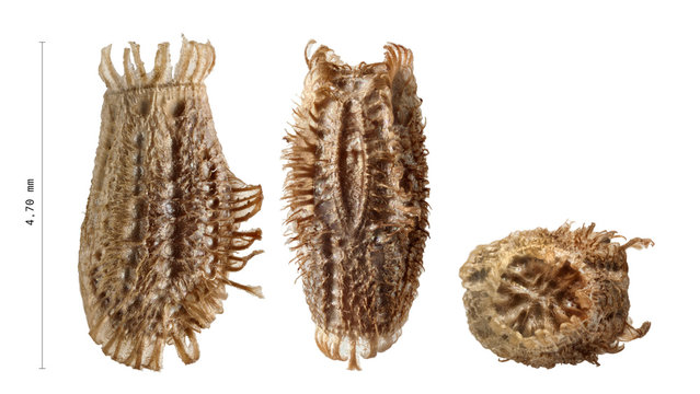 Egg of leaf insect - Phyllium philippinicum, isolated on white