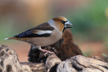 Hawfinch at feeding point