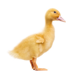 Duckling (7 days old) isolated on white