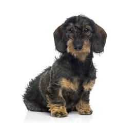 Dachshund puppy (6 months old)