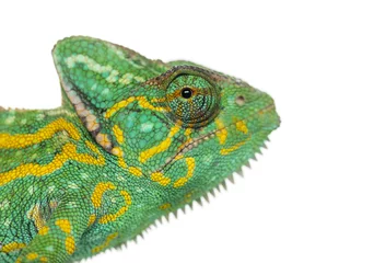 Foto op Plexiglas Headshot of a Yemen chameleon - Chamaeleo calyptratus - isolated on white © Eric Isselée