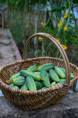 Obraz premium basket of cucumbers in a glass house
