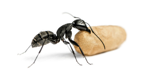 Carpenter ant, Camponotus vagus, carrying an egg