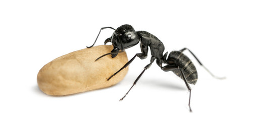 Carpenter ant, Camponotus vagus, carrying an egg
