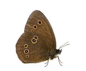 Ringlet, Aphantopus hyperantus in front of a white background