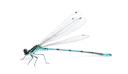 Azure damselfly, Coenagrion puella in front of a white backgroun