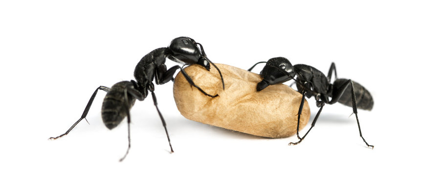 Two Carpenter ants, Camponotus vagus, carrying an egg