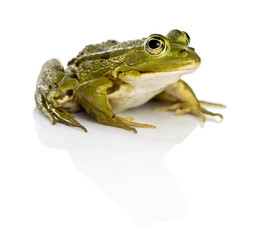 Common Water Frog in front of a white background