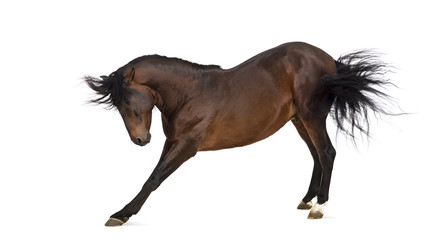 Fototapeta na wymiar Andalusian horse bowing