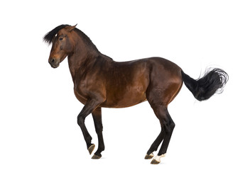 Obraz premium Andalusian horse trotting