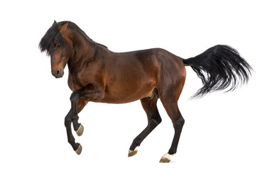 Fototapeta na wymiar Andalusian horse trotting