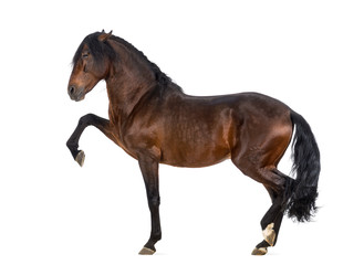 Fototapeta na wymiar Andalusian horse performing Spanish walk