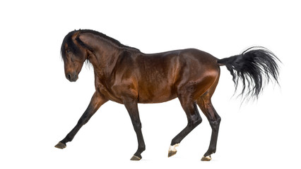 Andalusian horse performing Spanish walk
