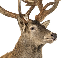 Close-up of a Red deer stag in front of a white background