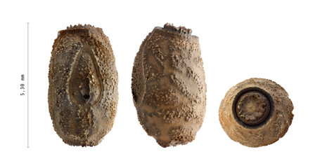 Egg of stick insect - Diapherodes gigantea 5.3 mm © Eric Isselée