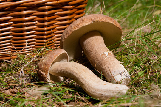 Several Porcini mushrooms (Boletus edulis, cep, penny bun, porcino or king bolete) and wicker basket on natural background..