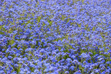 forget-me-not flower field in Geneva