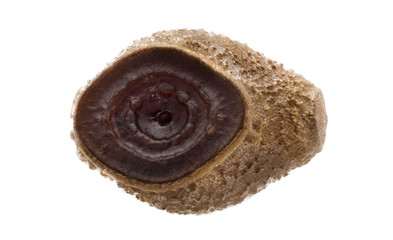 Egg of stick insect - Periphetes graniferum 2.4 mm