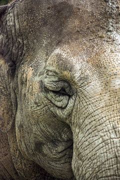 detailed image of an elephant head closing eyes.