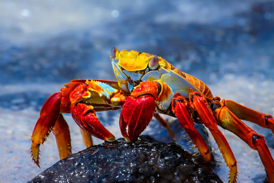  Sally Lightfoot Crab on a lava rock, Galapagos