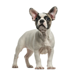 French Bulldog (3 months old) in front of a white background