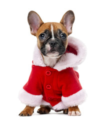 French bulldog puppy wearing a Santa coat in front of a white ba