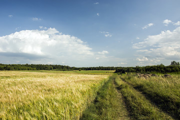 Road to the forest on the side of the field