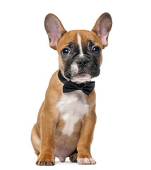 French bulldog puppy wearing a bow tie in front of a white background