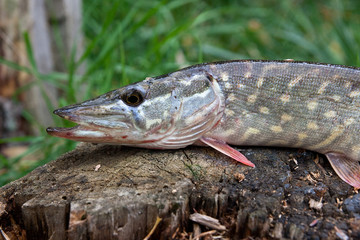 Freshwater pike fish lies on a wooden hemp..