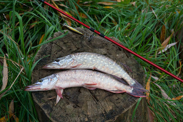 Freshwater pike fish lies on a wooden hemp and fishing rod with reel..