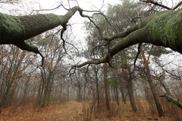 mystical landscape with gnarled trees